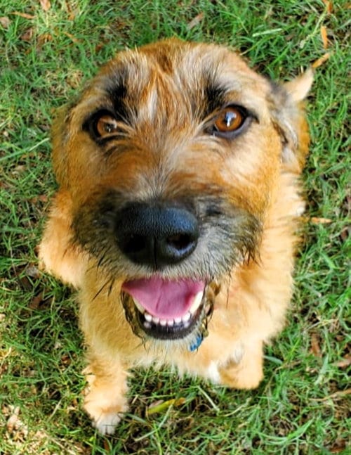 Photo of Griffon, adoptable senior Unknown breed in Shelburne, Vermont