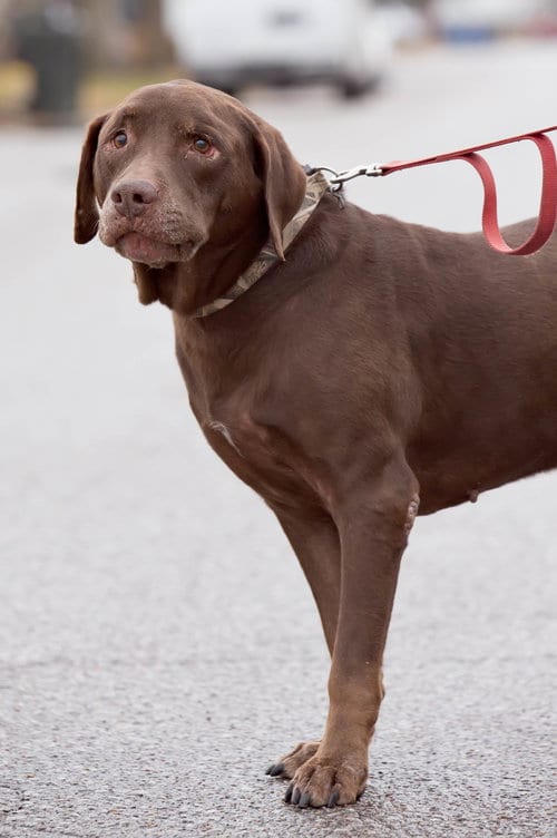 Blitz, adoptable senior Chocolate Labrador Retriever in St. Peters, MO