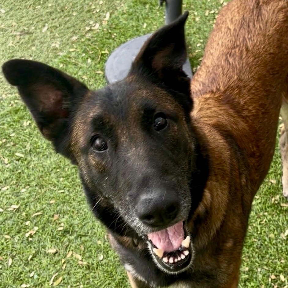 Photo of Venus, adoptable senior Malinois, Belgian / Mixed Breed (Large) in Henderson, Nevada