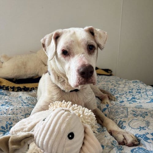 Photo of Memaw Stella, adoptable senior Labrador Retriever in Tulsa, Oklahoma