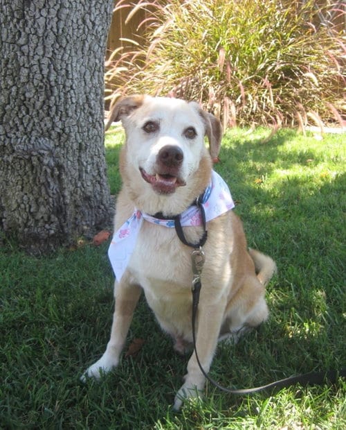 Photo of Gunner, adoptable senior Labrador Retriever in San Diego, California