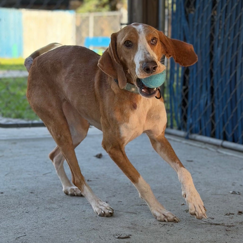 Photo of Natasha, adoptable senior Mixed Breed (Medium) in Summerville, South Carolina