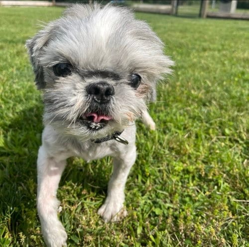 Photo of Max, adoptable senior Shih Tzu in North Babylon, New York