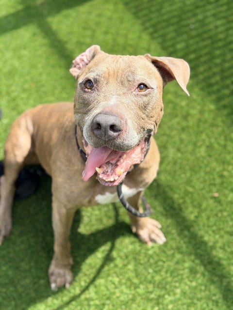 Photo of Winston, adoptable senior Pit Bull Terrier in St. Cloud, Florida