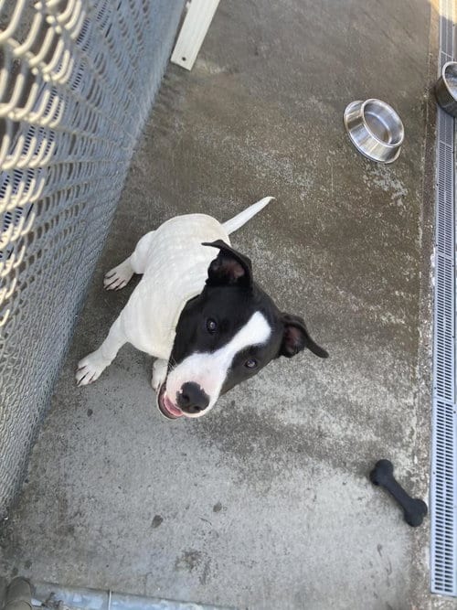 Photo of Norman aka Ziggy, adoptable senior Staffordshire Bull Terrier in Burnsville, North Carolina