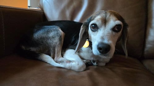 Photo of Pawpaw HW+, adoptable senior Beagle in St. Louis Park, Minnesota