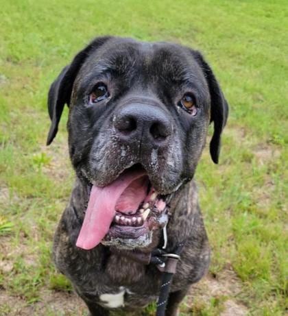 Photo of Shadow, adoptable senior dog in Atlanta, Georgia