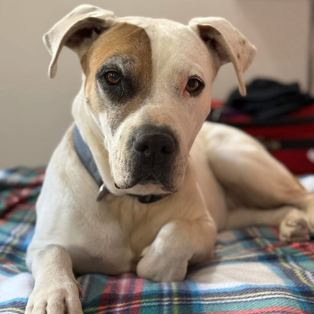 Photo of Stickers, adoptable senior Terrier, American Pit Bull / Mix in Kanab, Utah
