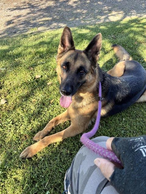 Photo of Sage, adoptable senior German Shepherd Dog in Albuquerque, New Mexico