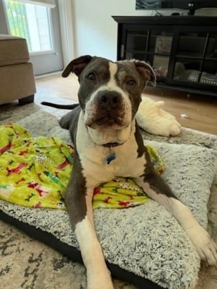 Photo of Hercules, adoptable senior dog in Atlanta, Georgia