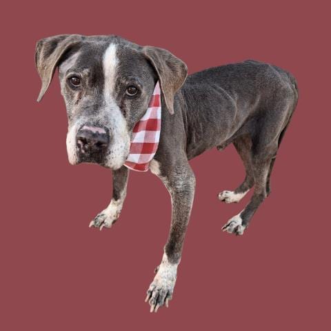 Photo of Heathcliff, adoptable senior Pit Bull Terrier in Bakersfield, California