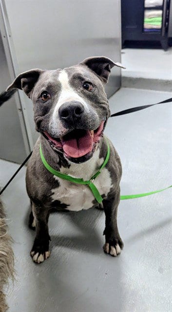 Photo of Shadow, adoptable senior Pit Bull Terrier in Bakersfield, California