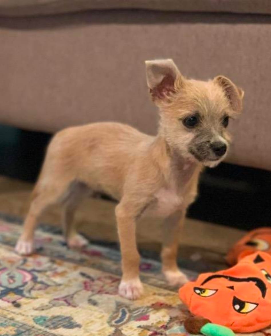 Photo of Potter, adoptable senior Maltese in Scottsdale, Arizona