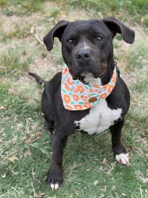 Maddie, adoptable senior American Bulldog in Ventura, CA