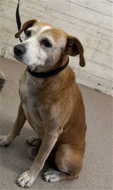 Photo of Sid, adoptable senior Beagle in San Bernardino, California