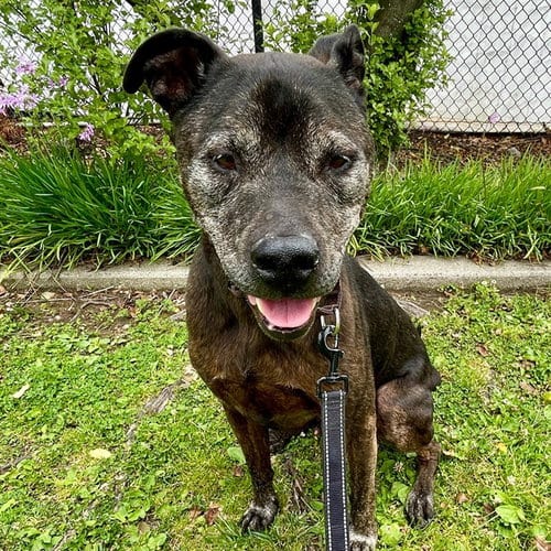 Photo of Gambit, adoptable senior Staffordshire Bull Terrier in Alameda, California