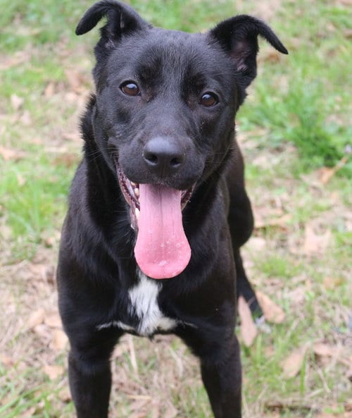 Roxie, adoptable senior Labrador Retriever in Jackson, MS