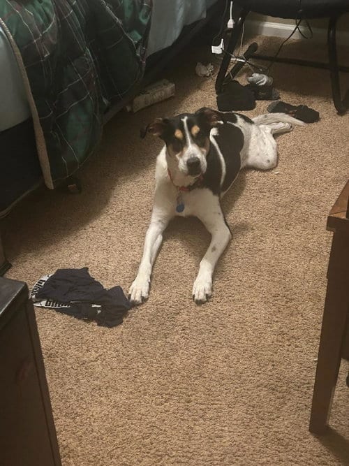 Photo of Luke #3, adoptable senior Hound in Chandler, Arizona