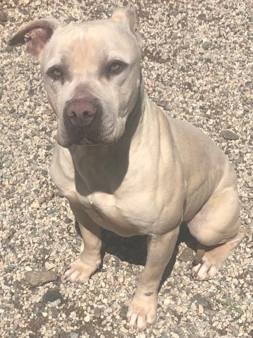 Prince, adoptable senior American Pit Bull Terrier in Acton, CA