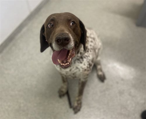 Photo of Ruger, adoptable senior German Shorthaired Pointer in Fort Collins, Colorado