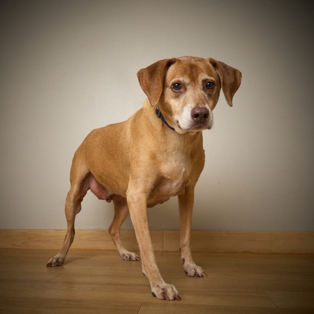 Photo of Pooshka D70564, adoptable senior Retriever, Labrador / Mix in Minnesota, Minnesota