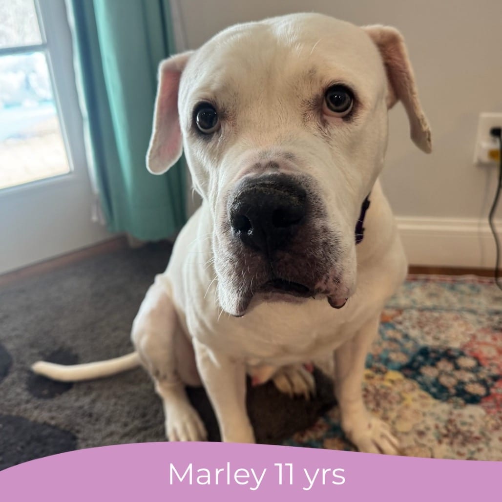 Photo of Marley, adoptable senior Bulldog, American in Maryland, Maryland