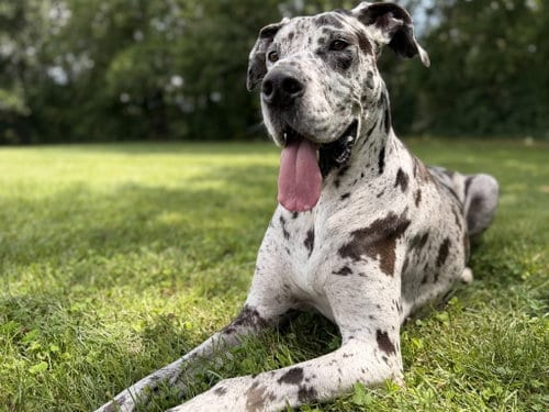 Photo of Bonnie, adoptable senior Great Dane in Bullard, Texas