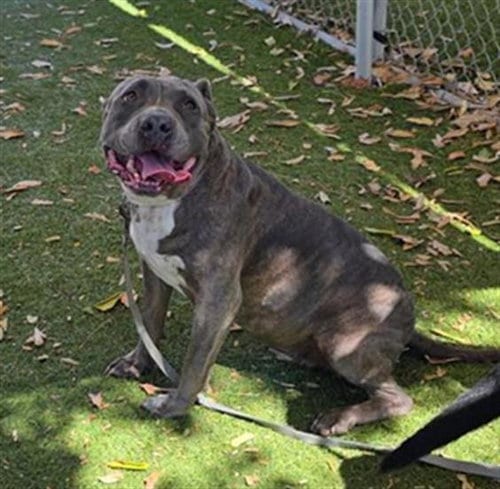 Photo of Nina, adoptable senior Pit Bull Terrier in Baldwin Park, California