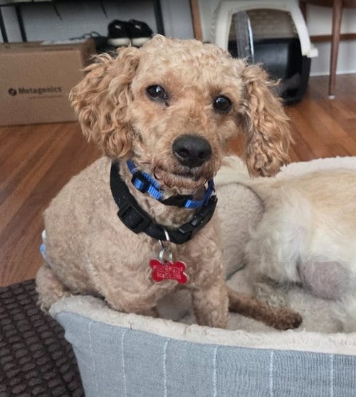 Photo of Sushi, adoptable senior Poodle (Miniature) in San Diego, California