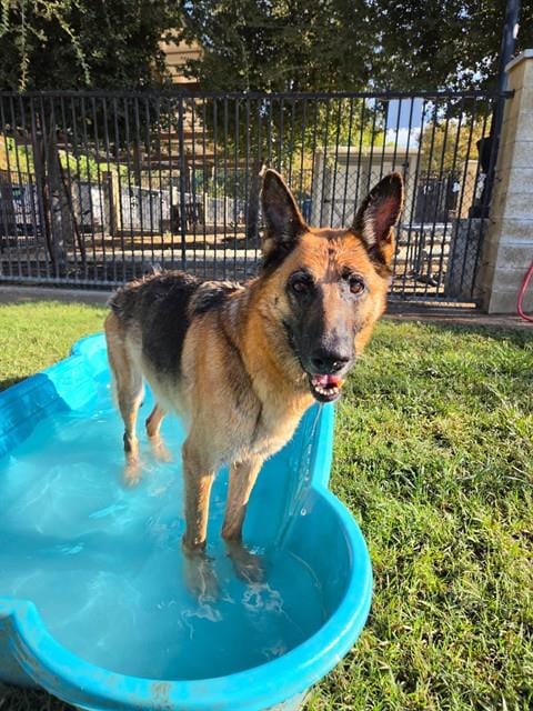 Photo of Jenni, adoptable senior German Shepherd Dog in Riverside, California