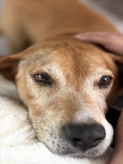 Photo of Bao Bao, adoptable senior Hound in Chapel Hill, North Carolina