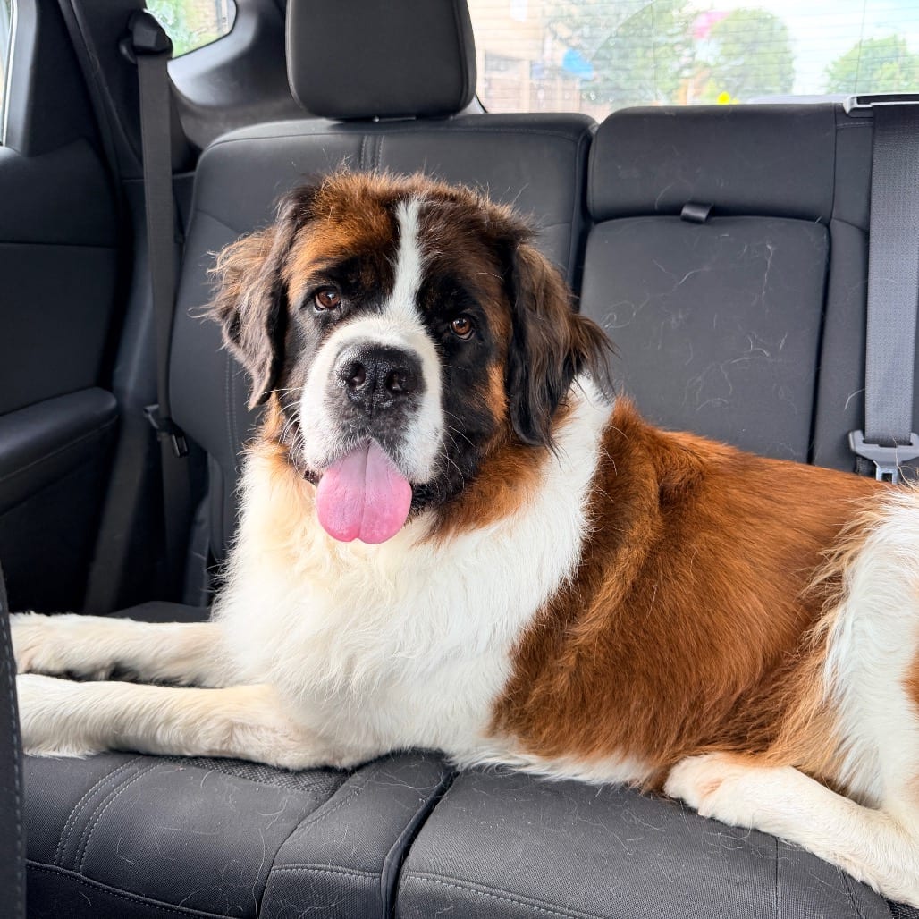 Photo of Hope, adoptable senior Saint Bernard in Chicago, Illinois