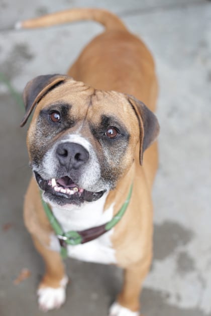 Photo of Timon, adoptable senior dog in Chamblee, Georgia