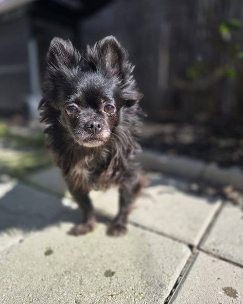 Photo of Havana Vacation -- SPICY, adoptable senior Chihuahua in Pittsburg, California