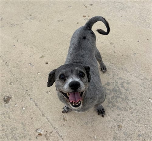 Photo of Lola Lumphrey, adoptable senior Poodle (Miniature) in Geneva, Illinois