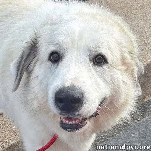 Photo of Mellow in OH - Loves To Cuddle, adoptable senior Great Pyrenees in Beacon, New York
