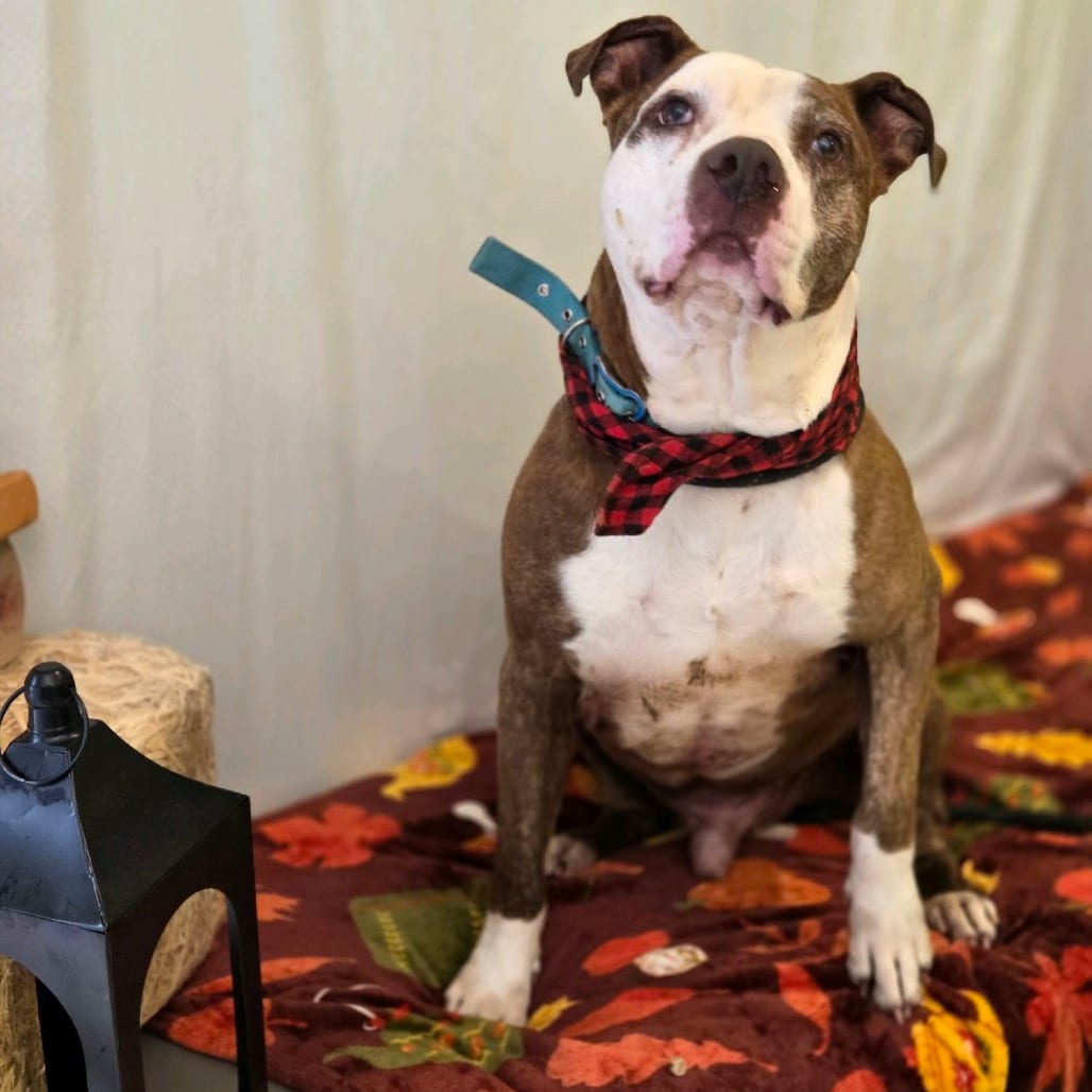 Photo of Wall-E, adoptable senior Mixed Breed (Medium) in Winfield, West Virginia