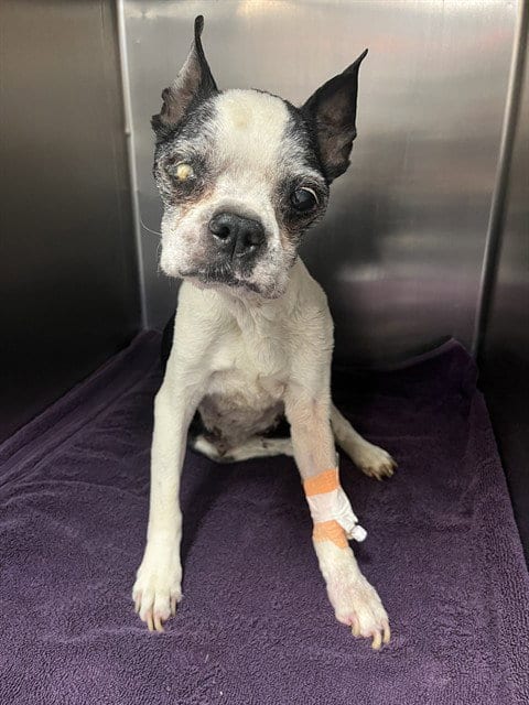 Photo of Gertie, adoptable senior Boston Terrier in Thousand Palms, California