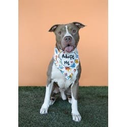 Photo of Hudson, adoptable senior Terrier (Unknown Type, Medium) in Doral, Florida