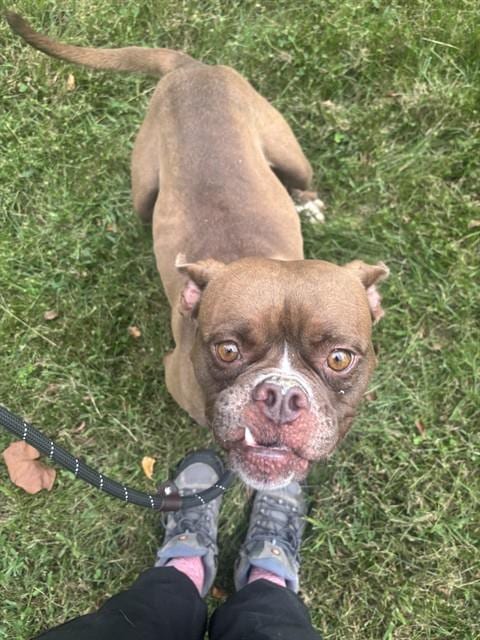 Photo of Latte, adoptable senior American Bulldog in Forestville, Maryland