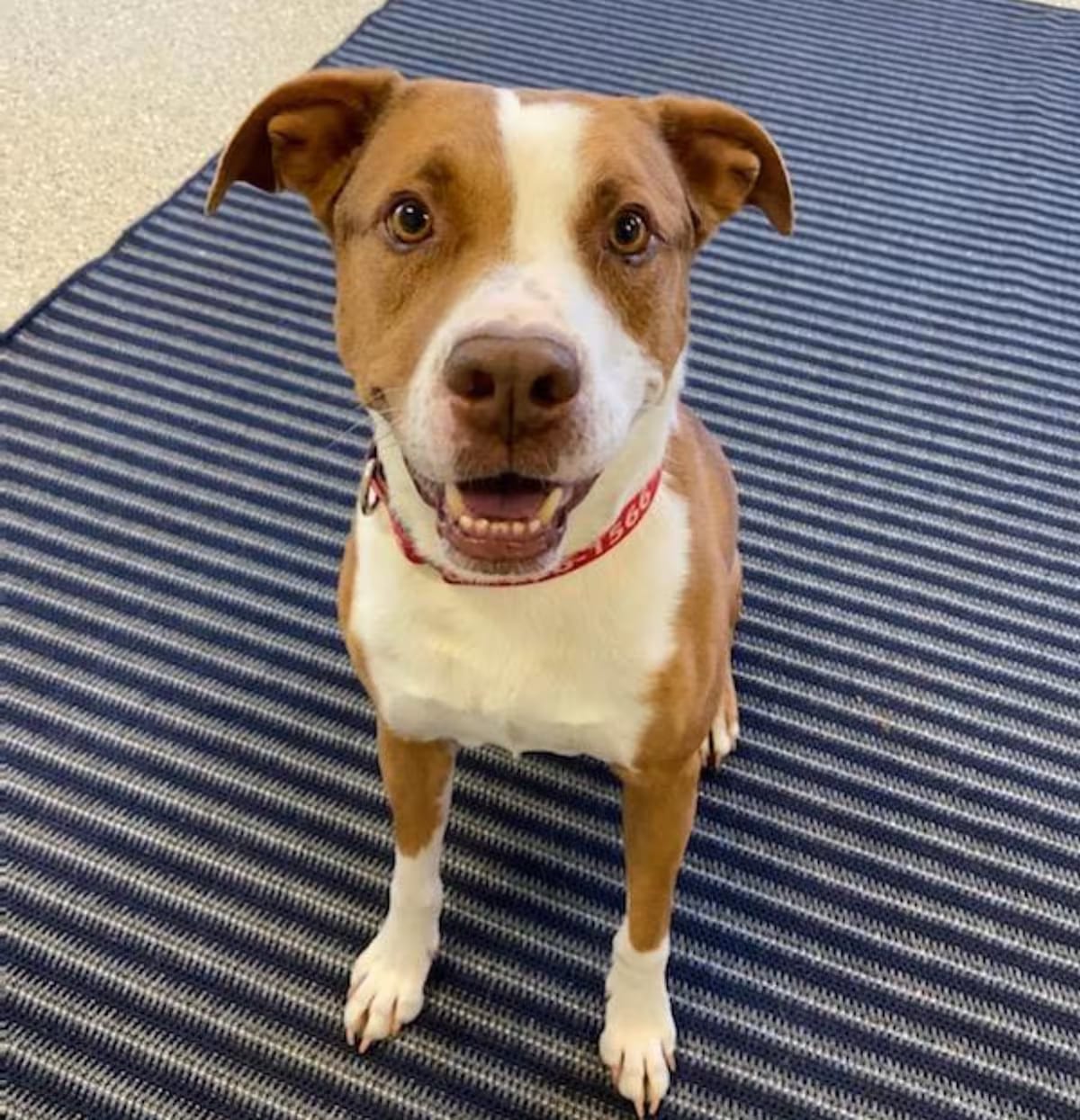Photo of Sawyer, adoptable senior Hound (Unknown Type)/Cattle Dog in Charlotte, North Carolina