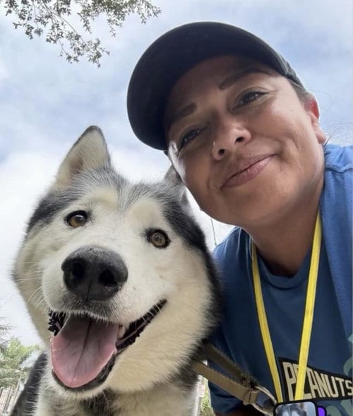 Photo of Felix, adoptable senior Siberian Husky in Santa Barbara, California