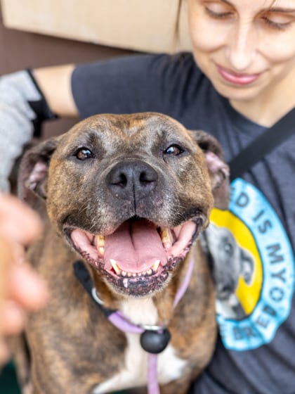 Photo of Freedom, adoptable senior dog in Chamblee, Georgia