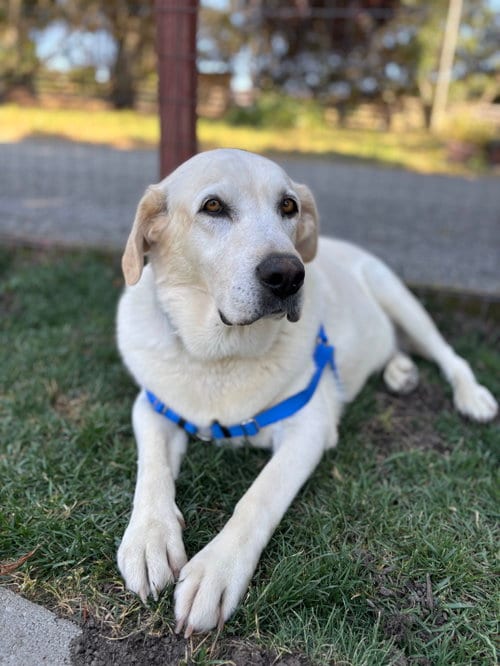 Photo of Nikki (Bonded to Koda), adoptable senior Labrador Retriever in Petaluma, California