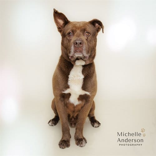 Photo of Paddington, adoptable senior Staffordshire Bull Terrier in Corona, California
