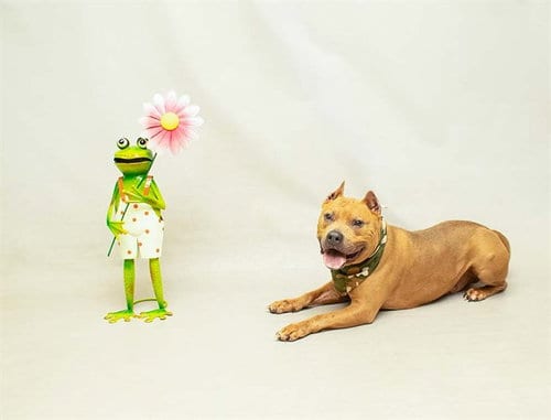 Photo of Tank, adoptable senior Terrier in Sanford, Florida