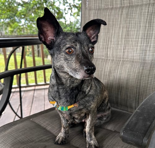 Photo of Maci, adoptable senior Dachshund in Weston, Florida