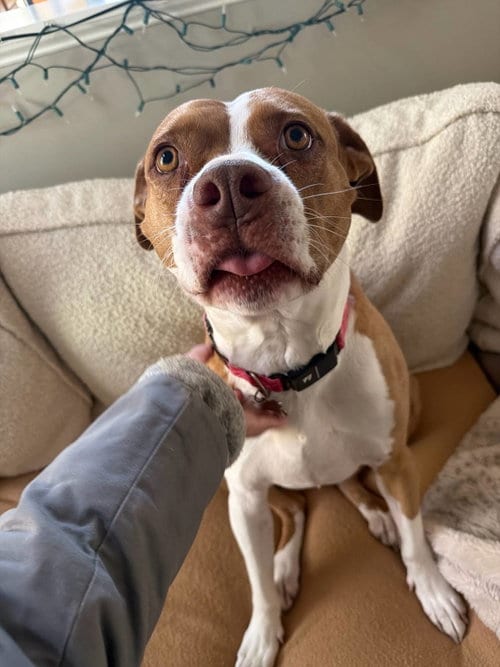 Emma, adoptable senior American Staffordshire Terrier in Holly Springs, NC