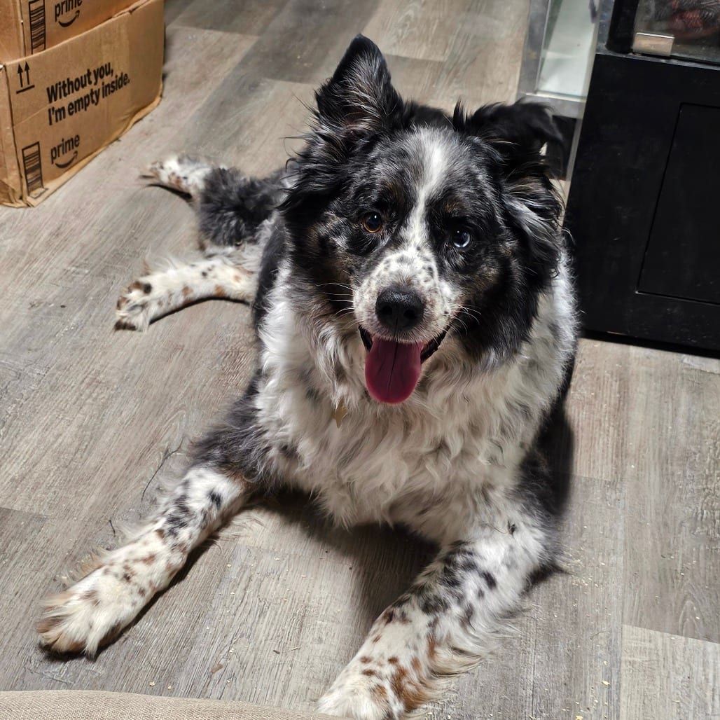 Photo of Tripp, adoptable senior Shepherd, Australian in Mount Vernon, Arkansas