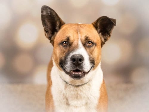 Photo of Buster, adoptable senior Basenji in San Pedro, California
